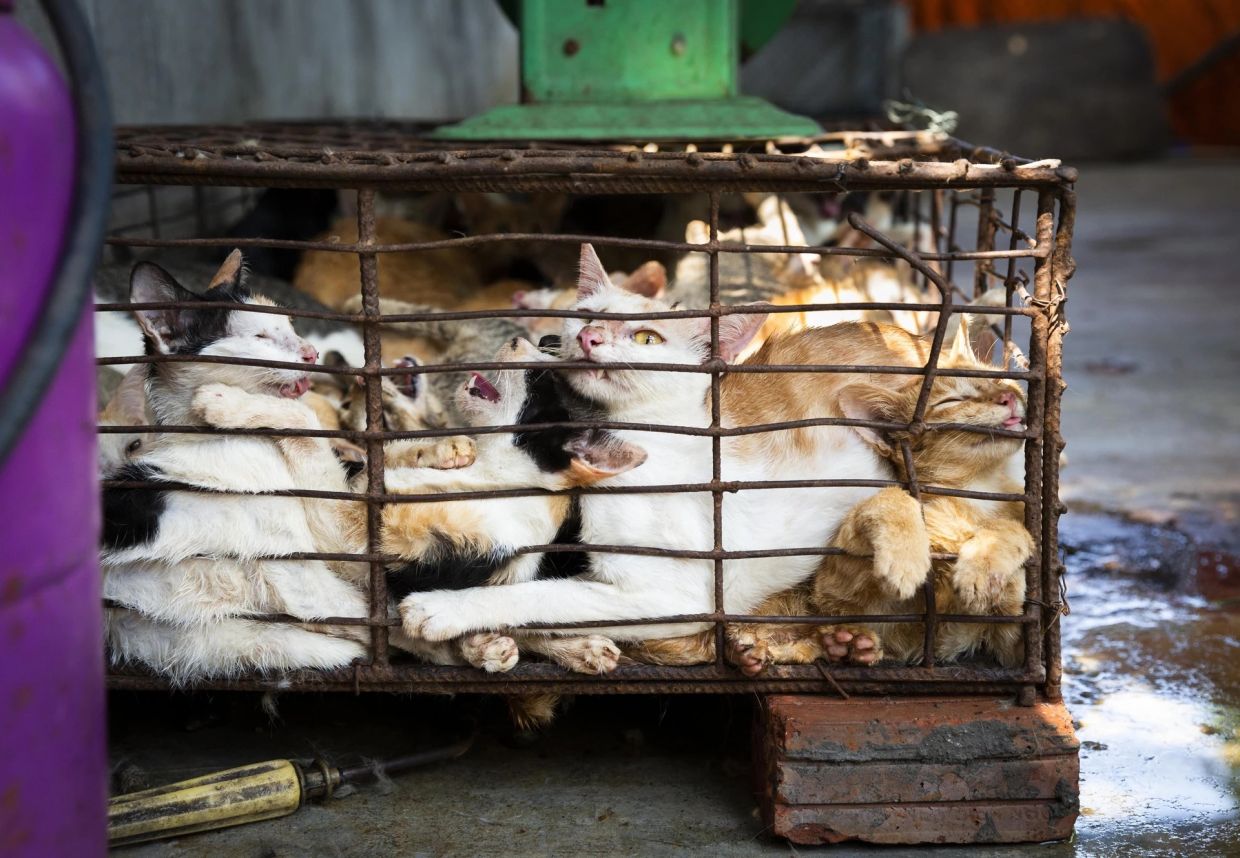 Underground cat meat trade persists across Indochina despite public opposition