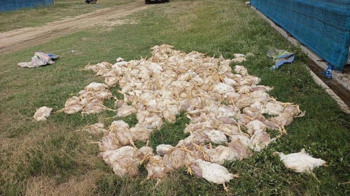 Cambodia battery recycling fire kills thousands of chickens, raises alarms over industrial safety standards