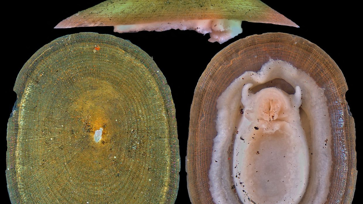 Deep-Sea Mining Threatens Majority of Hydrothermal Vent Molluscs, IUCN Warns