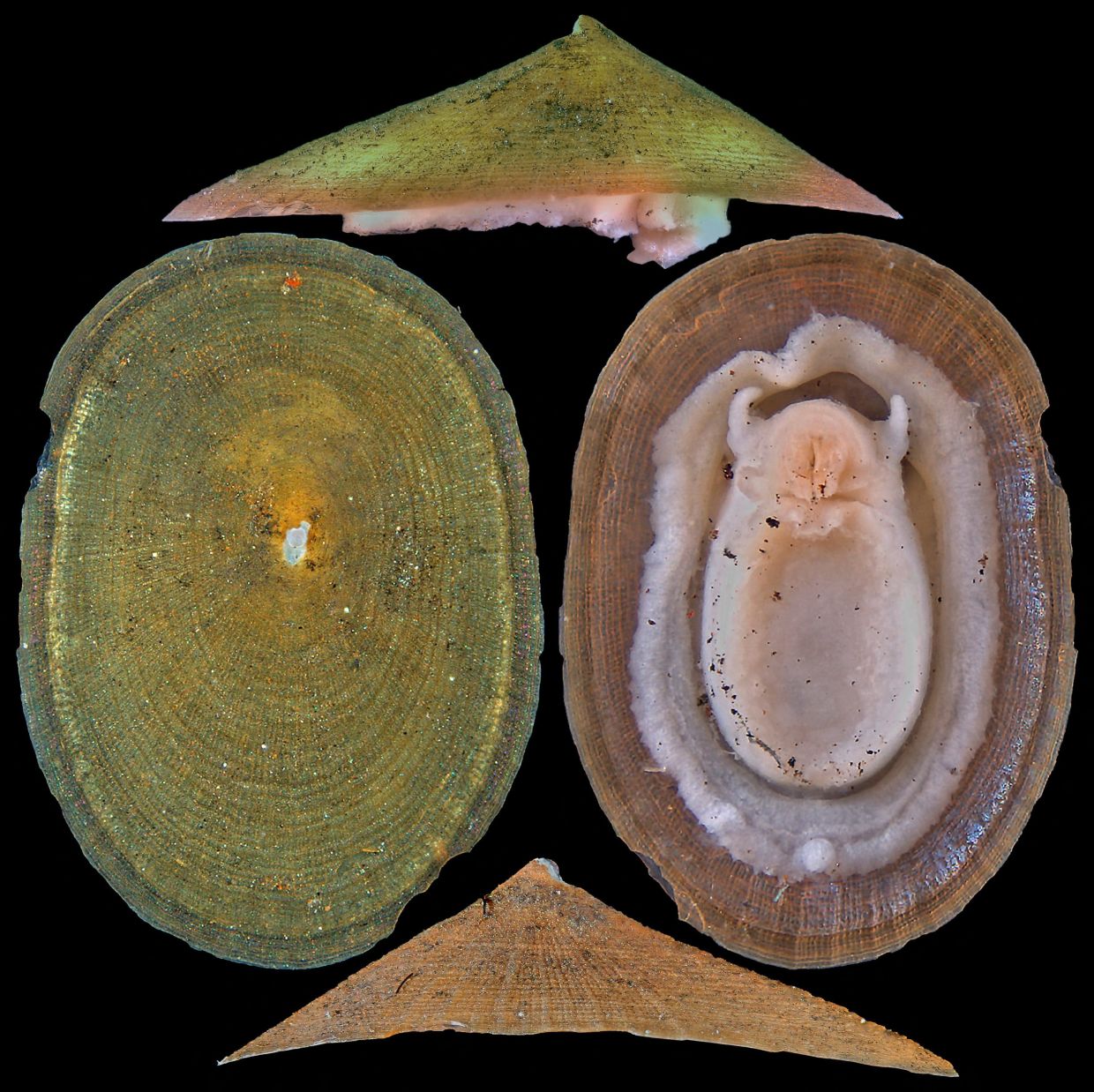 Deep-Sea Mining Threatens Majority of Hydrothermal Vent Molluscs, IUCN Warns