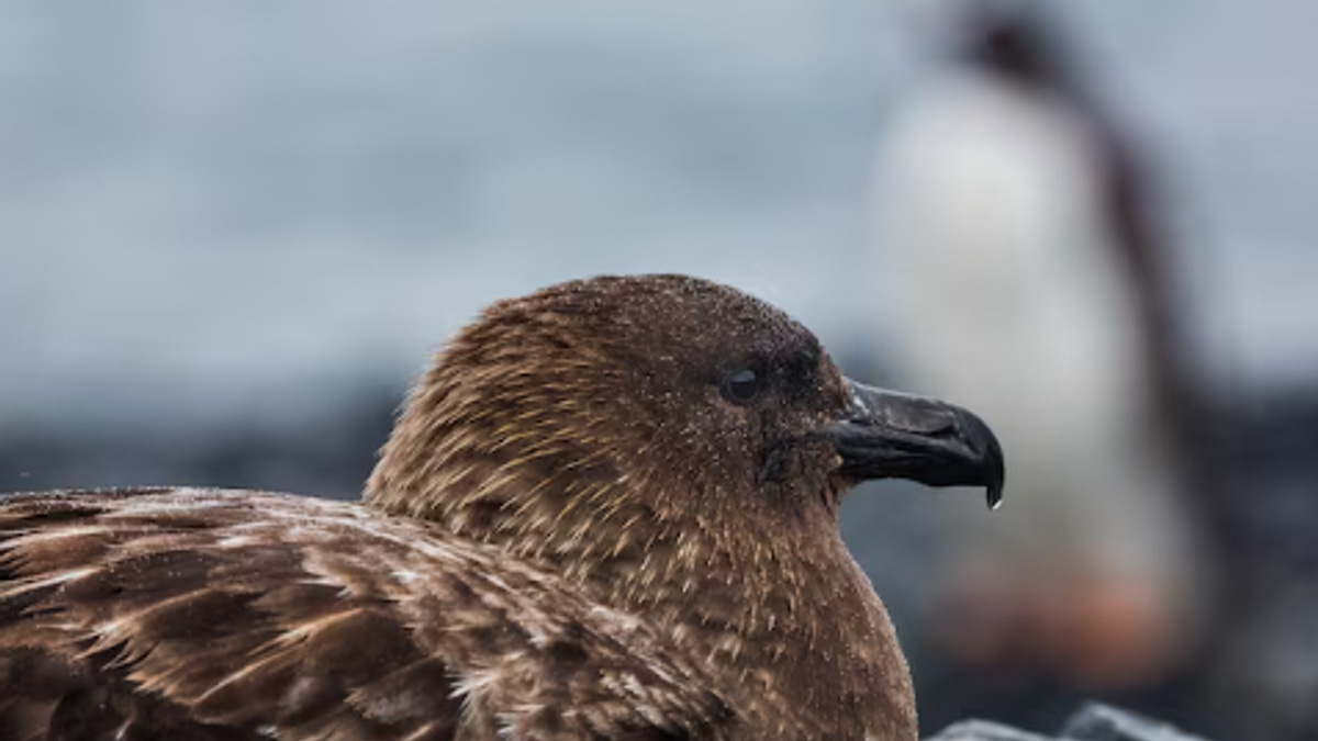 New Zealand Confirms First H5N1 Case as Region Faces Bird Flu Threat