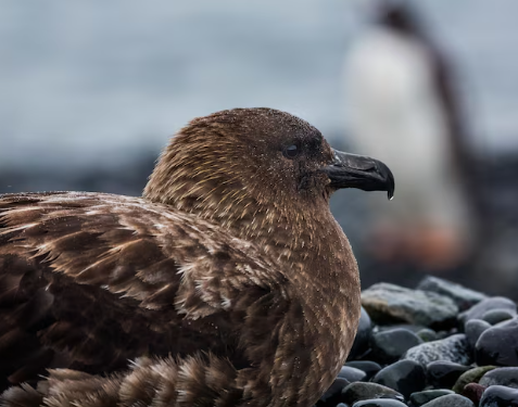 New Zealand Confirms First H5N1 Case as Region Faces Bird Flu Threat