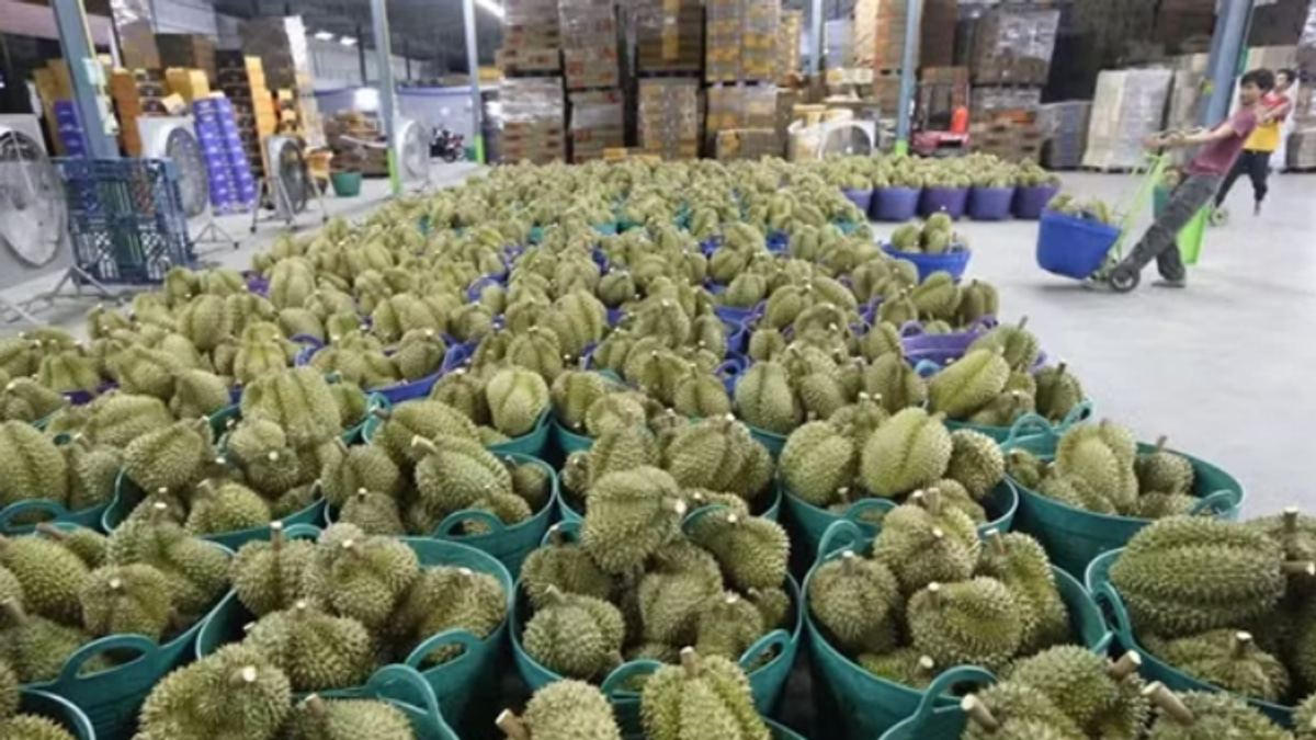 Vietnam arrests deputy agriculture minister in sprawling durian export graft case