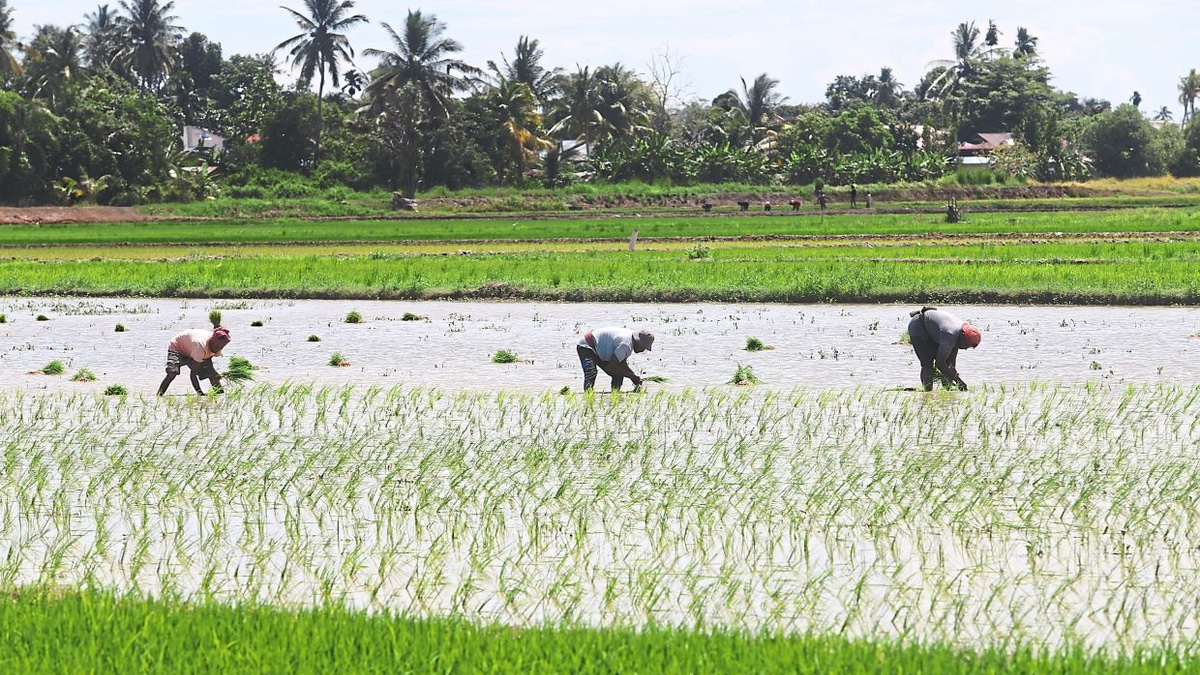 Malaysia shields food prices from Middle East turmoil through strategic subsidies and long-term resilience building