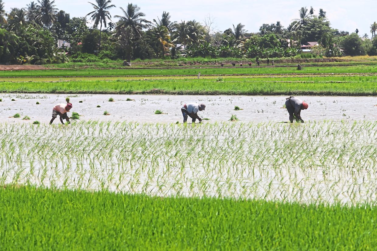 Malaysia shields food prices from Middle East turmoil through strategic subsidies and long-term resilience building