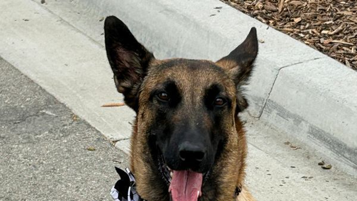 Canine Corps: How Hundreds of Security Dogs Protected World Cup Venues Across North America