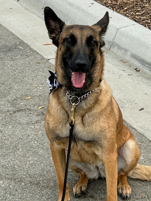 Canine Corps: How Hundreds of Security Dogs Protected World Cup Venues Across North America