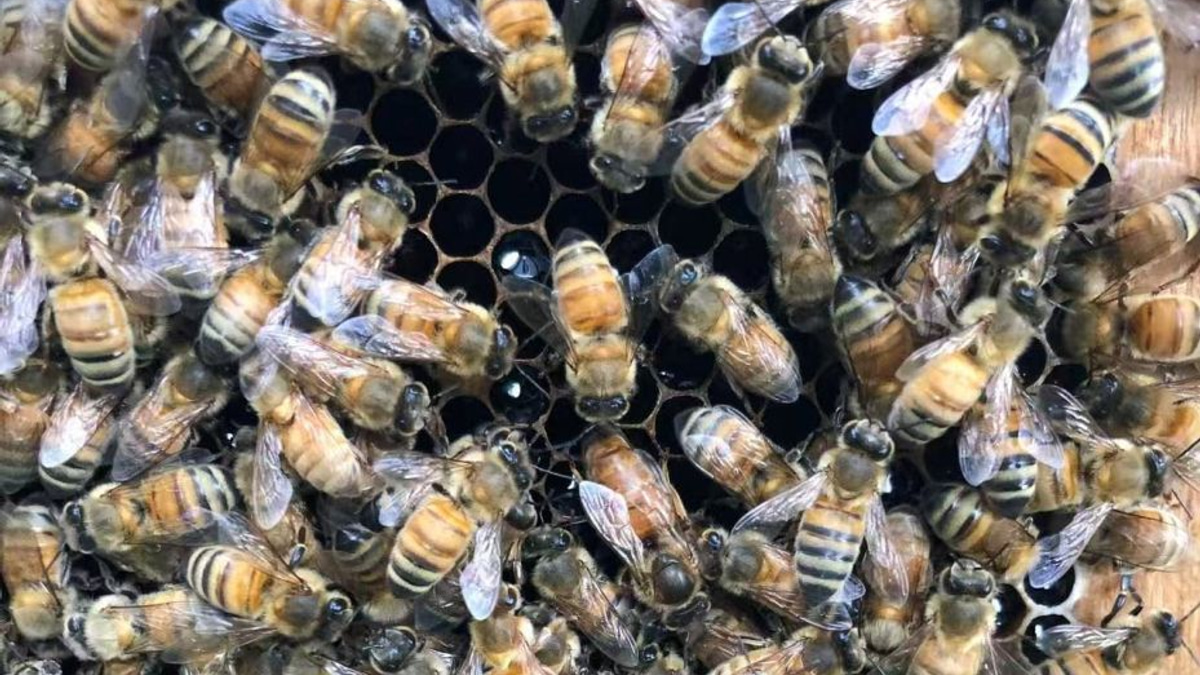The Secret Behind the Queen: How Honeybee Workers Engineer Royal Development
