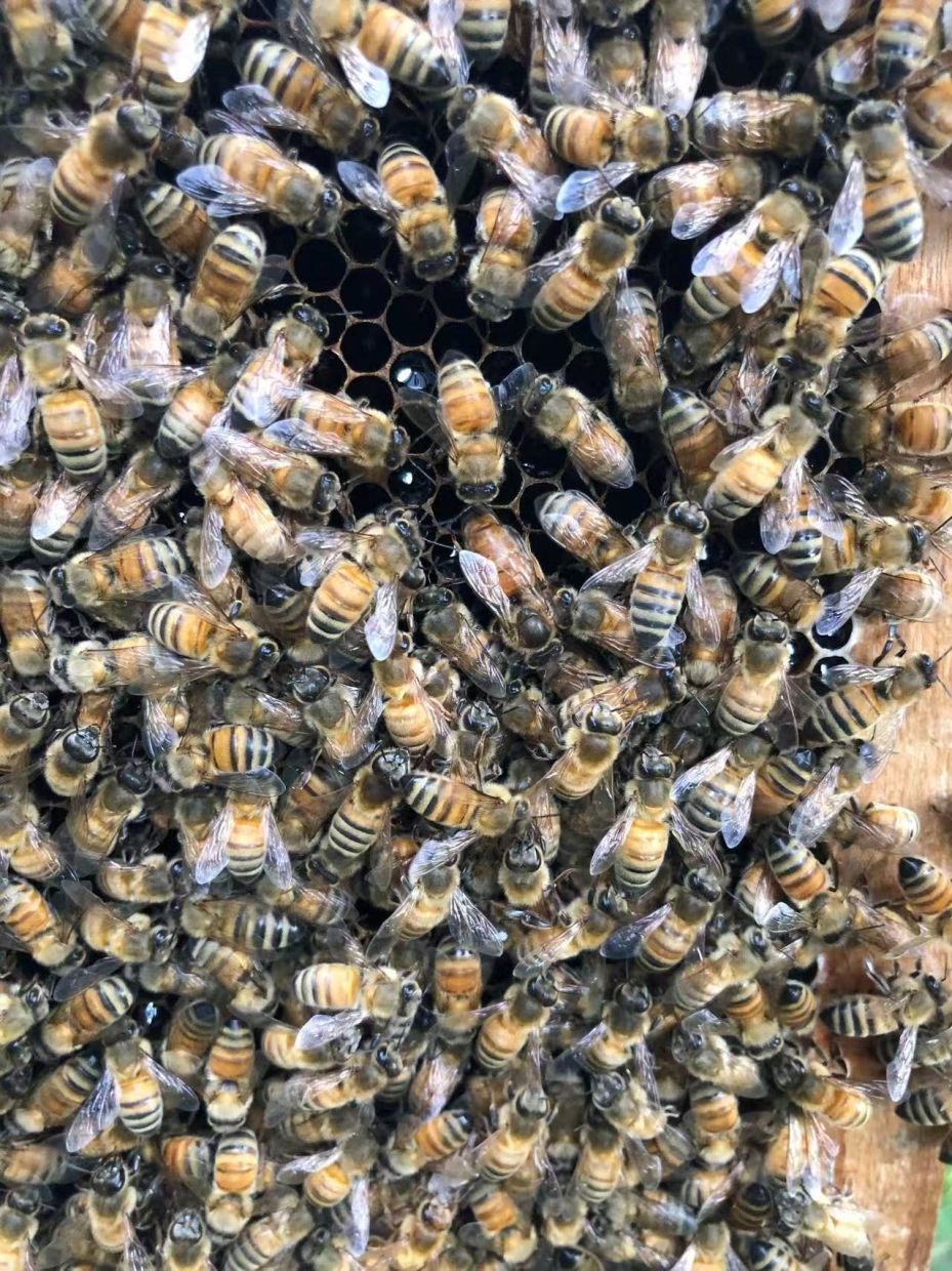 The Secret Behind the Queen: How Honeybee Workers Engineer Royal Development