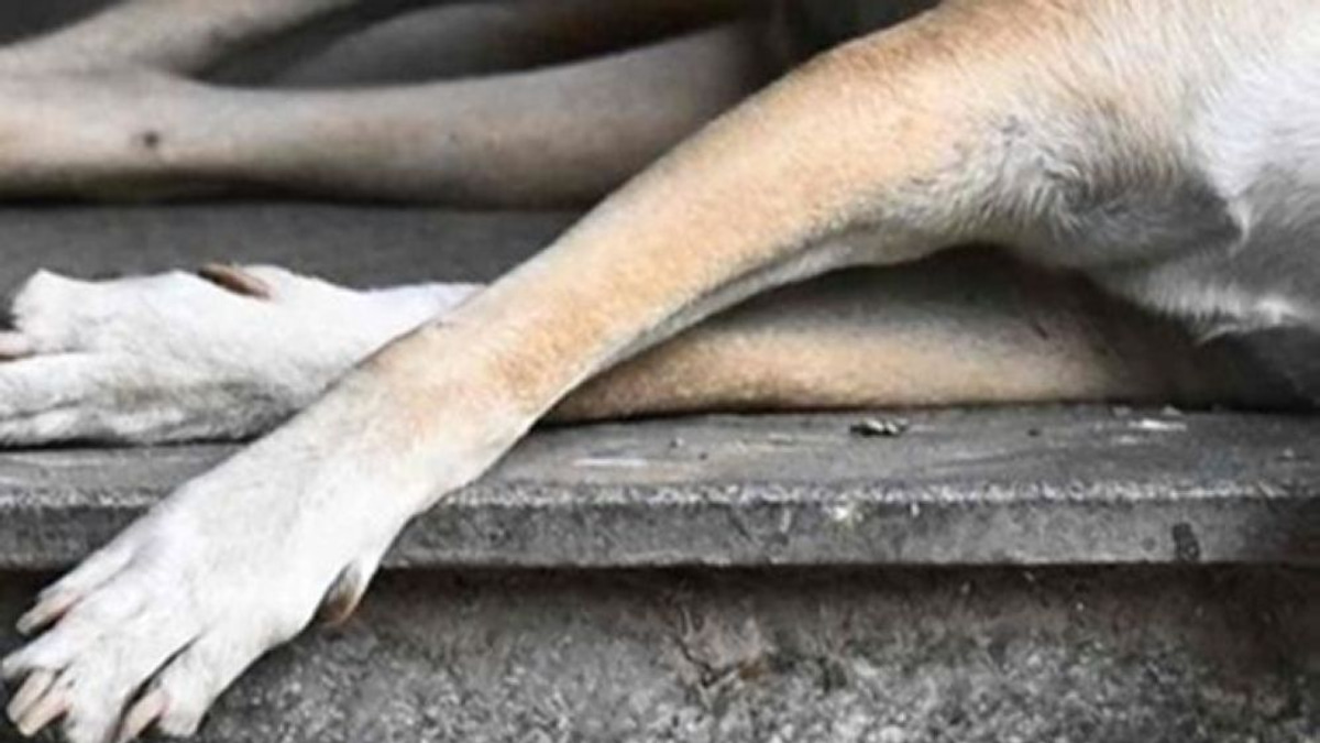 Police probe death of stray dog during Klang council capture operation