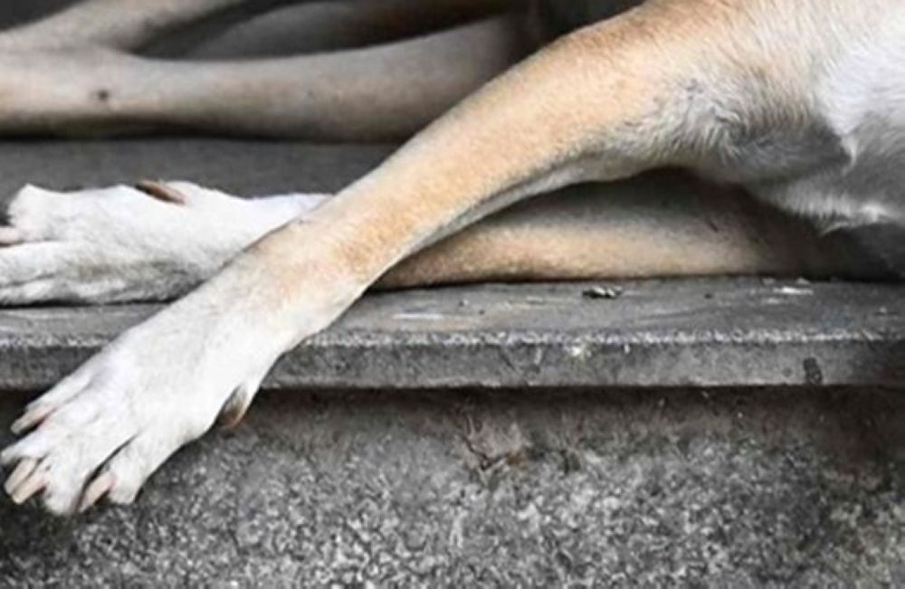 Police probe death of stray dog during Klang council capture operation