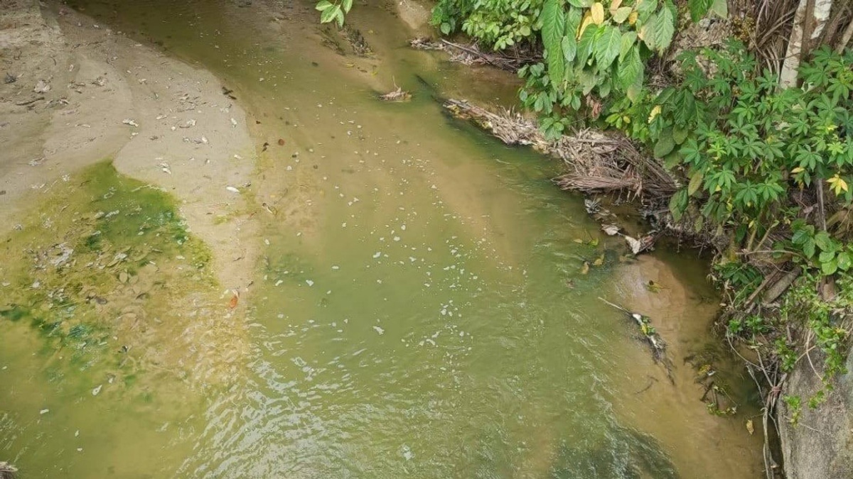Algae Bloom, Not Pollution, Behind Pertang River's Green Waters