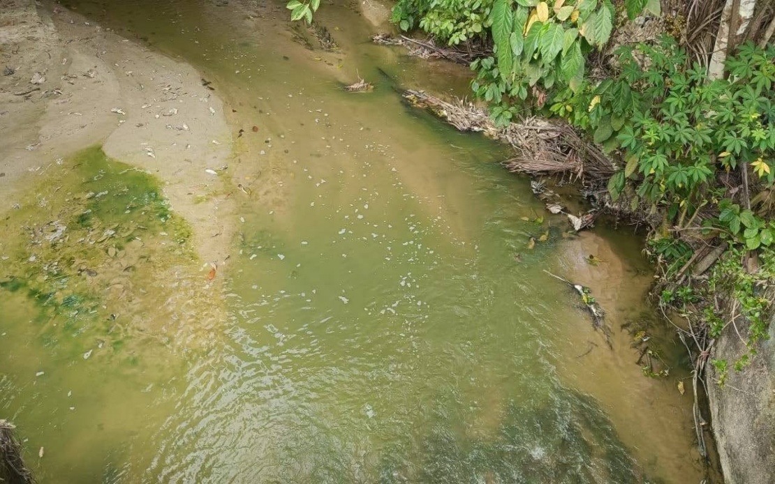 Algae Bloom, Not Pollution, Behind Pertang River's Green Waters